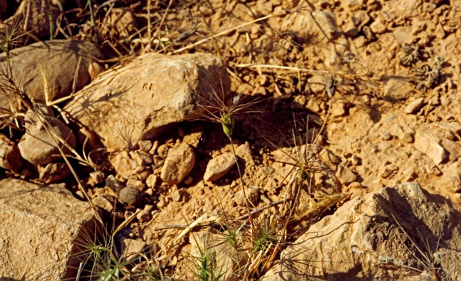 Aegilops neglecta Req. ex Bertol.